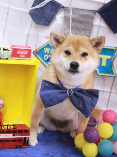 20230404はなちゃん